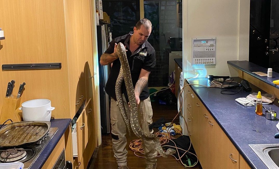 Escucharon ruidos extraños en su cocina: en el techo hallaron una serpiente de tres metros | Internacionales