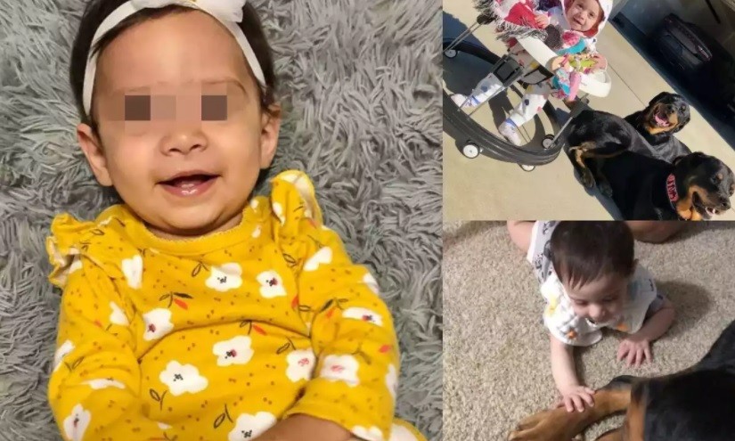 Beba murió tras ser atacada por dos rottweiler de la familia | Internacionales