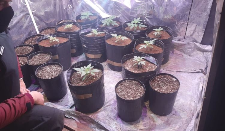 Desbaratan fiesta clandestina en Colegiales: había hasta plantas de marihuana | Actualidad