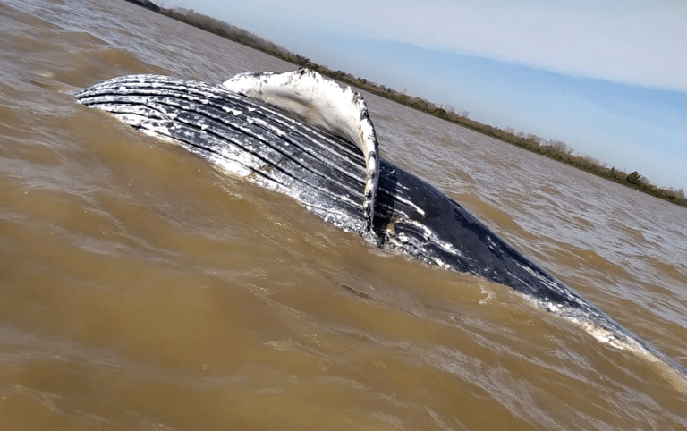Hallaron una ballena jorobada muerta en el Río de la Plata, en la zona costera de Ensenada | Clima, naturaleza y medio ambiente