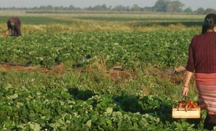 Tres mujeres la atacaron con perros, la golpearon y le dieron orín de beber: el calvario de una agricultora en Salta | Actualidad