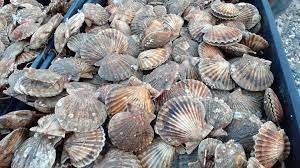 Vieira patagónica: Buque de investigación busca concentraciones explotables | Clima, naturaleza y medio ambiente