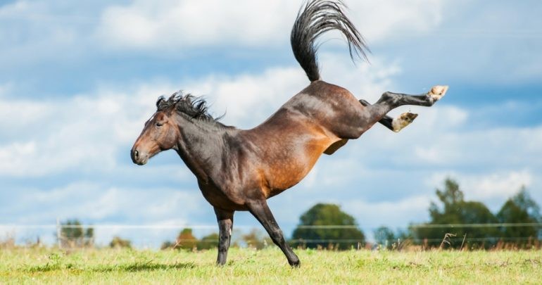 Una nena de 4 años recibió una patada de un caballo y quedó internada | Actualidad