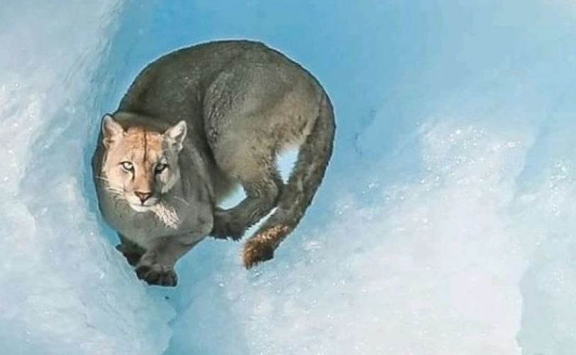 Filman a un puma sobre un iceberg en el Parque Nacional Los Glaciares | Clima, naturaleza y medio ambiente