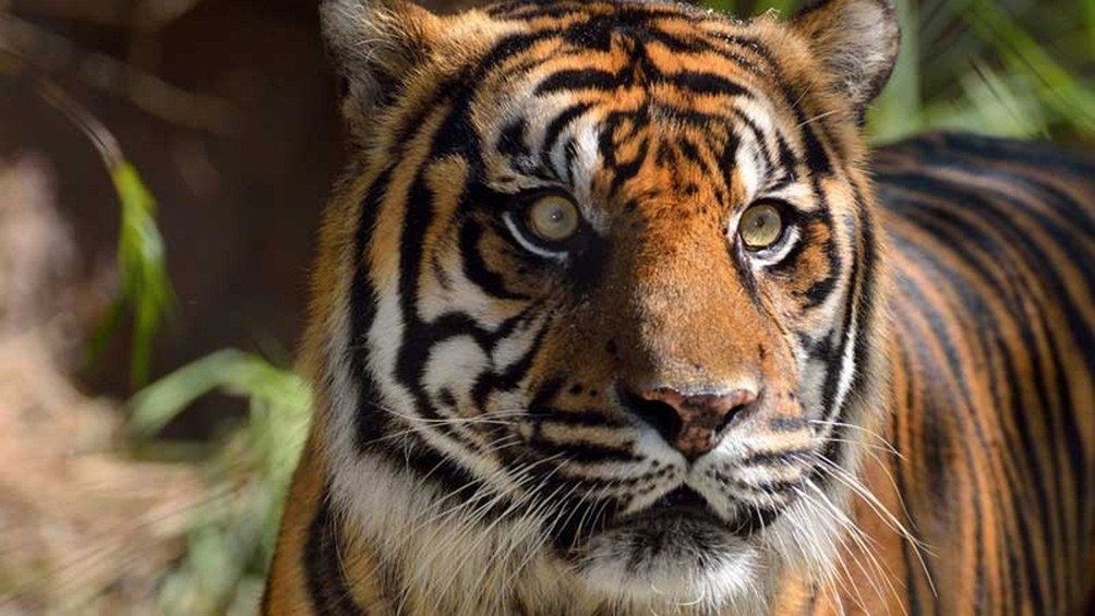 Dos tigres de Sumatra se contagiaron de coronavirus en un zoológico de Indonesia | Clima, naturaleza y medio ambiente