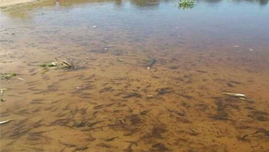 Aparecieron cientos de peces muertos en Santa Fe | Actualidad