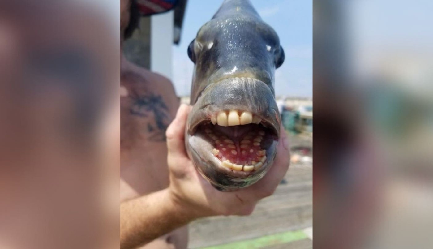 Capturaron misterioso pez con dientes "humanos" | Internacionales