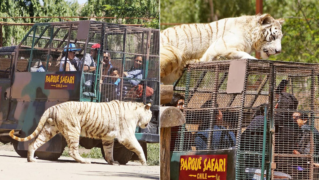 Una mujer falleció en un Zoo de Chile tras ser atacada por un tigre | Internacionales