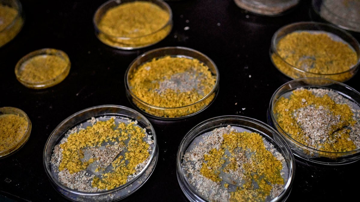 La Estación Espacial Internacional recibe al organismo unicelular "blob" para realizar un experimento educativo en Francia | Internacionales