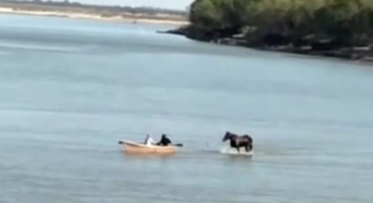 Por la bajante, un caballo cruzó el río Paraná caminando | Clima, naturaleza y medio ambiente
