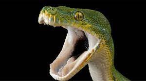 Lo atacó una serpiente venenosa y la mató a mordiscones | Internacionales