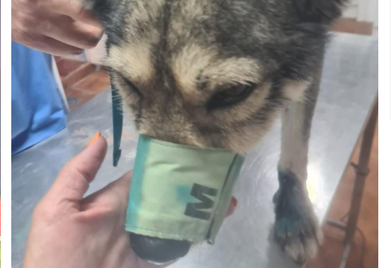 Enganchó a su perro al auto y  lo arrastró más de 500 metros: una mujer intervino en defensa del animal | Internacionales