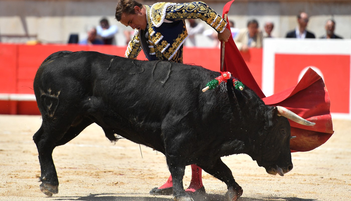 Mataron dos toros en España llamados 'Feminista' y 'Nigeriano' | Internacionales