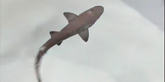 Nació un tiburón en un estanque en el que sólo había hembras: cómo lo explica la ciencia | Internacionales