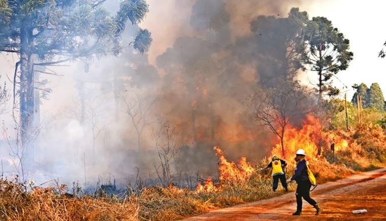 Se incendiaron unas diez hectáreas del parque Provincial Las Araucarias en Misiones | Clima, naturaleza y medio ambiente