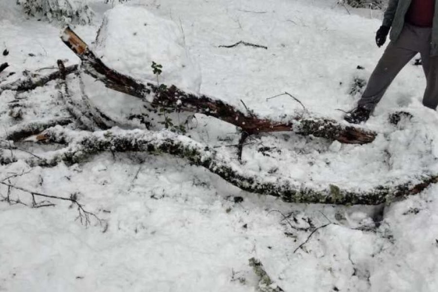 Trasladaron a Buenos Aires al niño herido por la caída de una rama en San Martín de los Andes | Actualidad