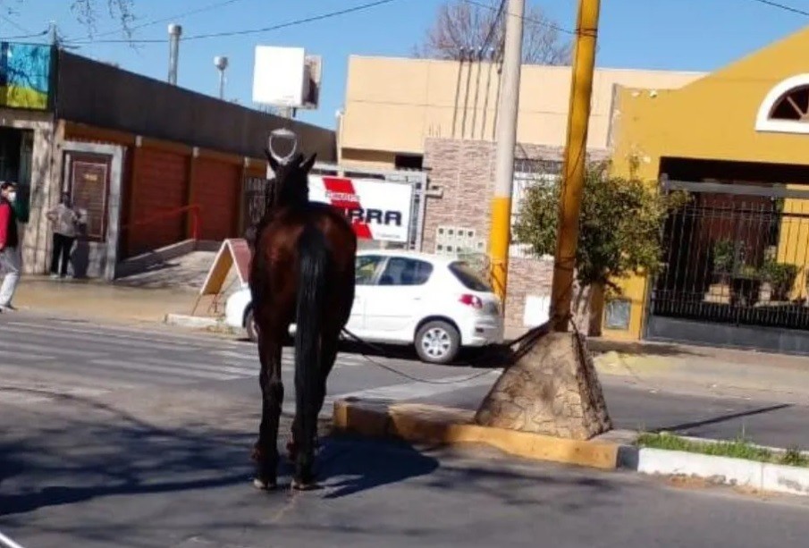 Cruzaba caminando la calle y la embistió un caballo: quedó internada | Actualidad