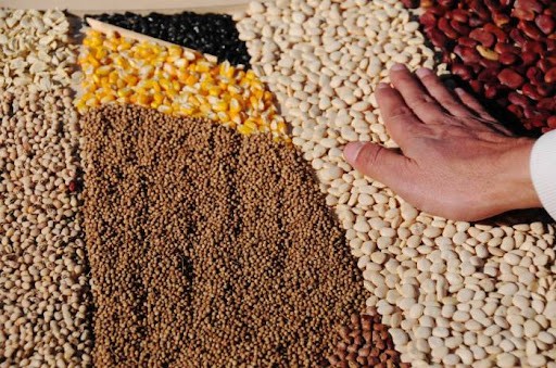 Arca de Noé vegetal: Un proyecto conserva semillas nativas en El Salvador para mitigar problemas del cambio climático | Clima, naturaleza y medio ambiente