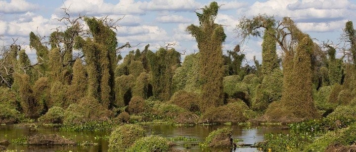Premian proyecto “Los Fermositos”, sobre los duendes del Bañado La Estrella | Espectáculos
