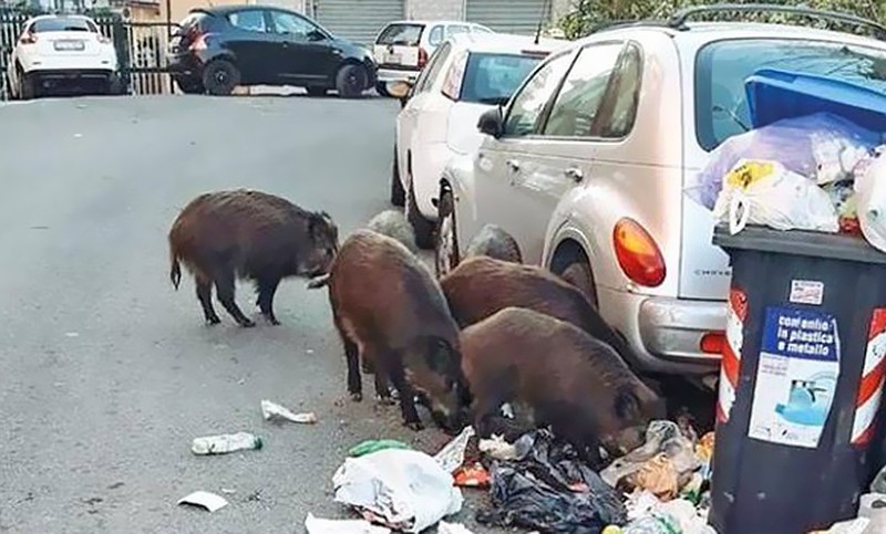 Una invasión de jabalíes se mete en la campaña por el Gobierno de Roma | Internacionales