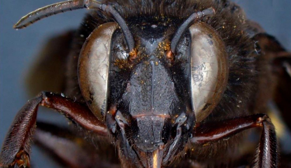 Mitad macho y mitad hembra: descubrieron una abeja andrógina | Internacionales