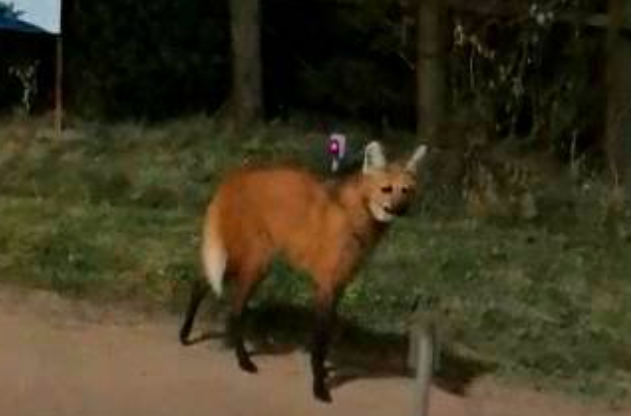 Video documento: lograron filmar al animal que inspiró la leyenda del lobizón | Internacionales