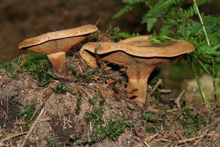 Nene evacuado de Afganistán murió en un centro de inmigrantes en Polonia tras comer hongos venenosos | Internacionales
