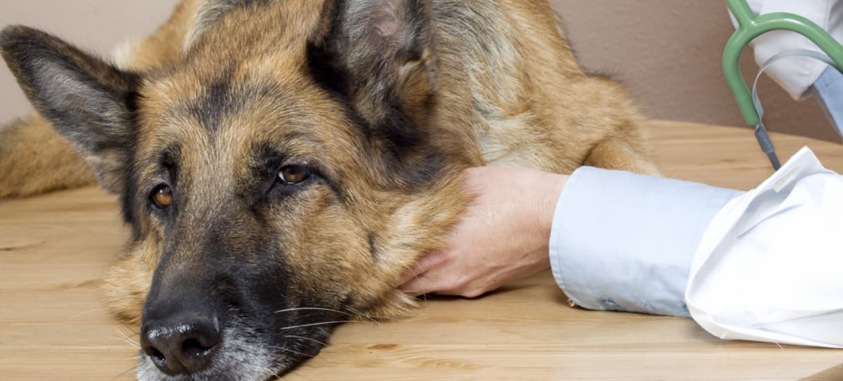 Declaran a La Plata como "municipio no eutanásico de animales" | Actualidad