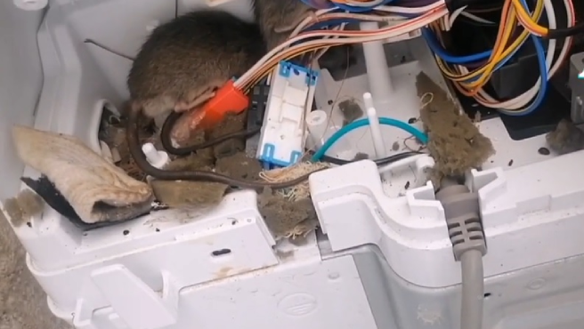 Video de terror: abrió un lavarropas para arreglarlo y se encontró con un nido de ratas | Internacionales