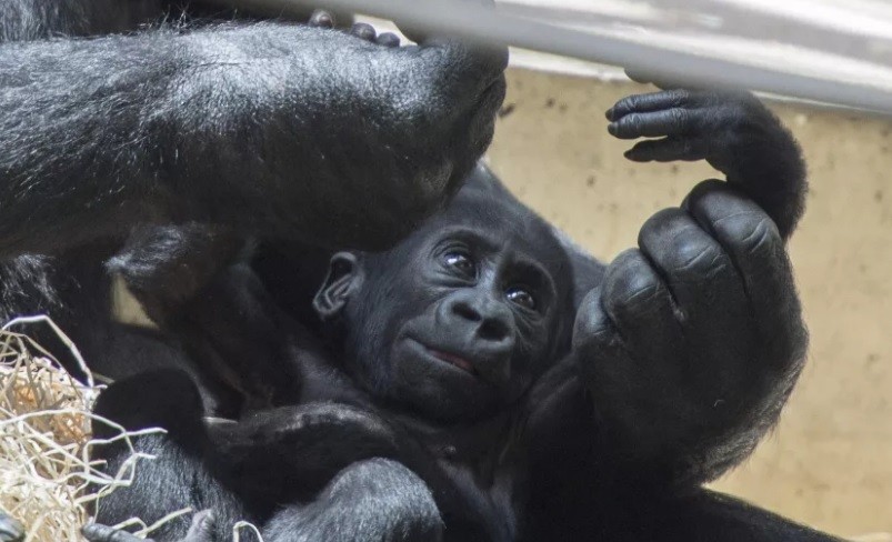 Con tos y otros síntomas gorilas dieron positivo de coronavirus: están en tratamiento | Internacionales