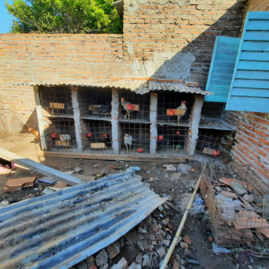 Criaderos clandestinos: ahora encontraron 25 gallos de riña | Actualidad