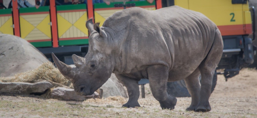 Murió una rinoceronte durante un intento de aparearla en un zoológico | Internacionales