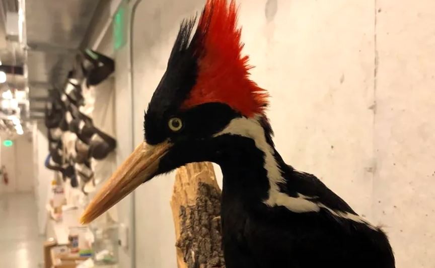 Estados Unidos declaró extinto al pájaro carpintero real y a otras 22 especies | Clima, naturaleza y medio ambiente