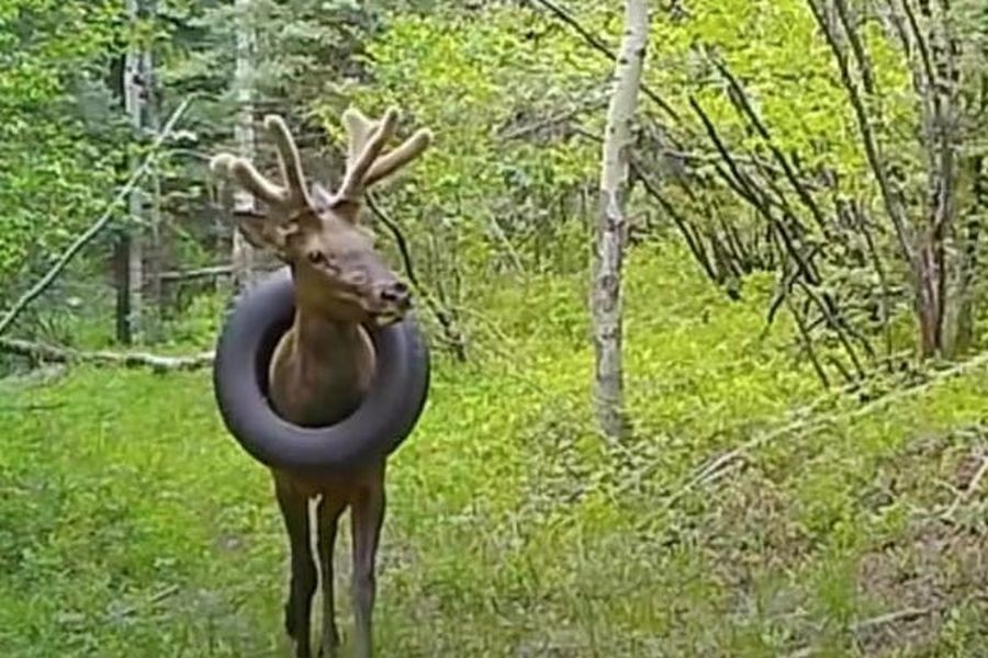 El alce que estuvo 2 años con un neumático en el cuello: así fue la liberación | Internacionales