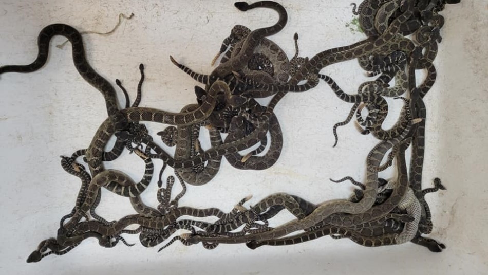 Hallaron más de 90 serpientes cascabel bajo la casa de una mujer | Internacionales
