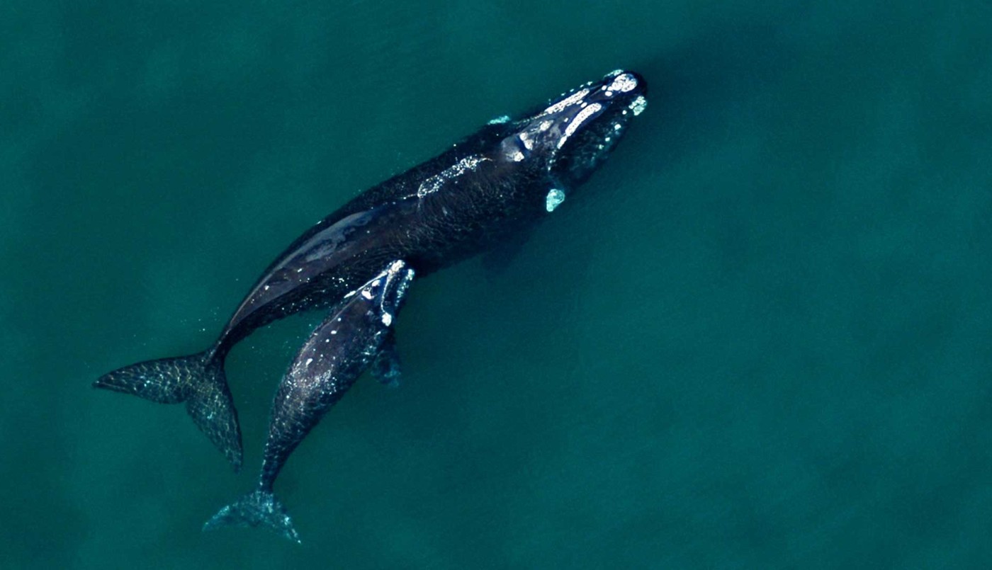 El calentamiento del océano afecta la supervivencia de la ballena franca austral | Clima, naturaleza y medio ambiente