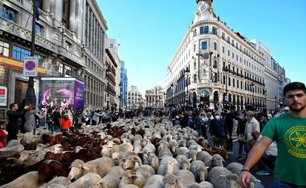 VIDEO: Más de mil ovejas y cabras tomaron las calles de Madrid | Internacionales