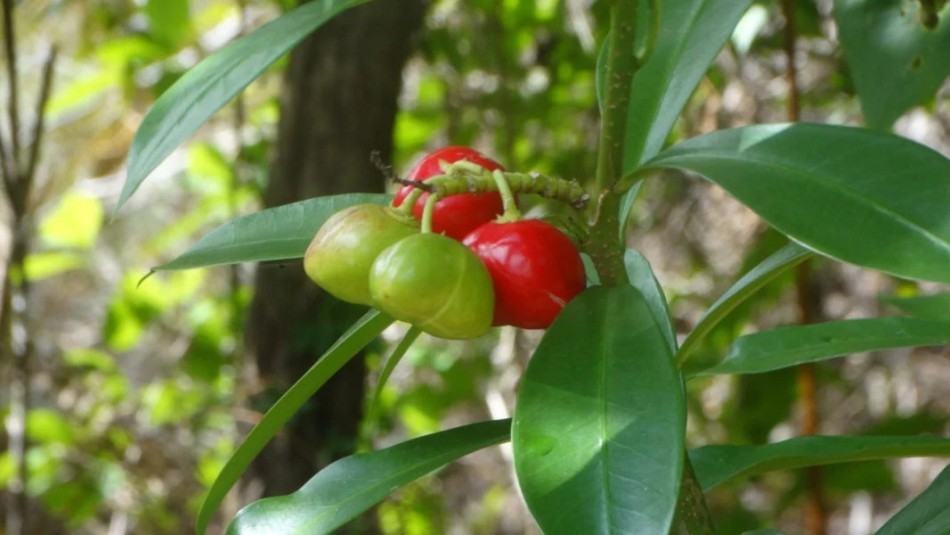 Murieron dos hermanitos de 3 y 5 años tras comer el fruto de una planta venenosa: alarma por el "huevo de gato" | Internacionales