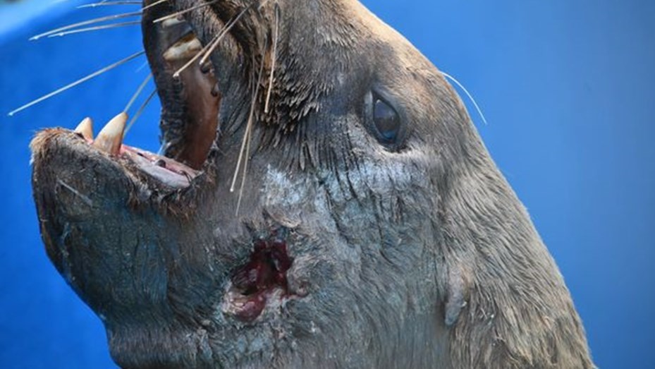 Murió un lobo marino que habían rescatado en Monte Hermoso: tenía heridas de bala | Actualidad