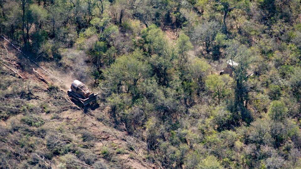 Proyecto propone prisión para quienes talen o desmonten bosques sin autorización | Clima, naturaleza y medio ambiente
