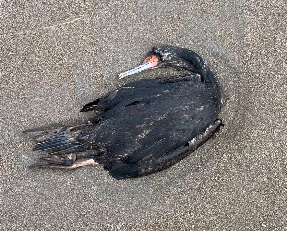 Hallan más de 12 mil cormoranes muertos por gripe aviar en Ciudad del Cabo | Internacionales