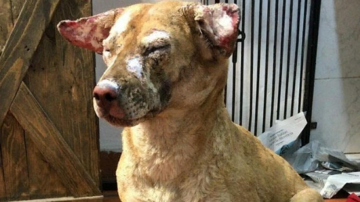 Más de 50 perros murieron calcinados tras un incendio en un refugio de Pilar | Actualidad