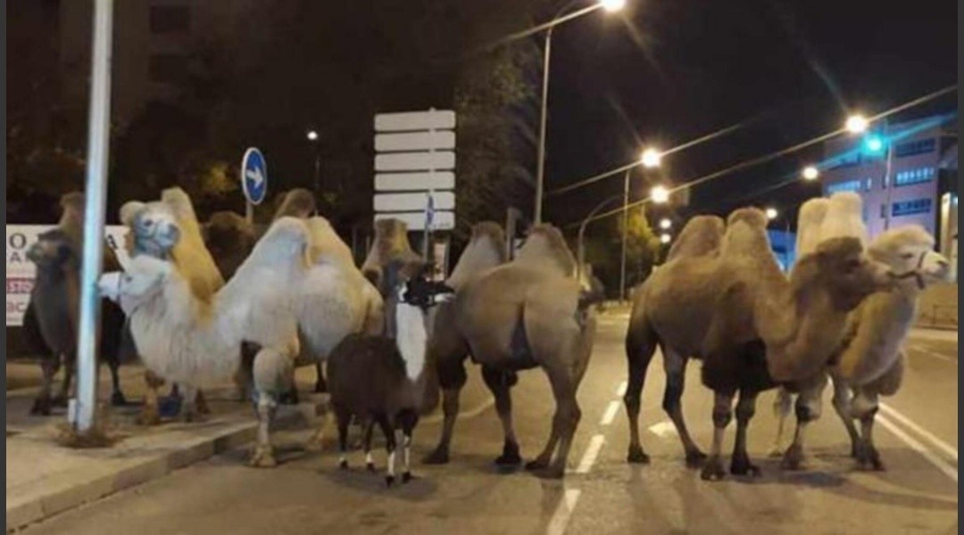 Sorpresa en Madrid: ocho camellos y una llama deambularon por las calles | Internacionales