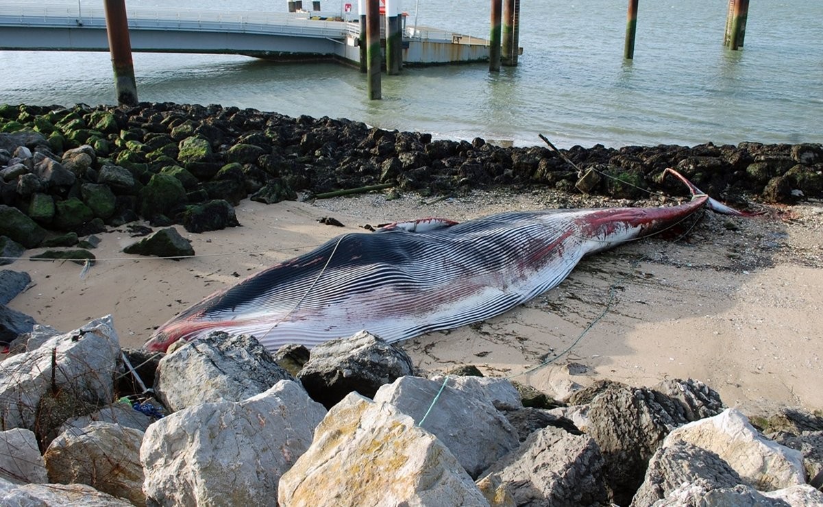 Encalló una ballena en el puerto de Calais: hoy van a descuartizarle e incinerarla | Internacionales