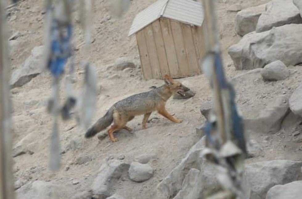 Criaron a un zorro creyendo que era un perro: se escapó y hay temor de vecinos | Internacionales