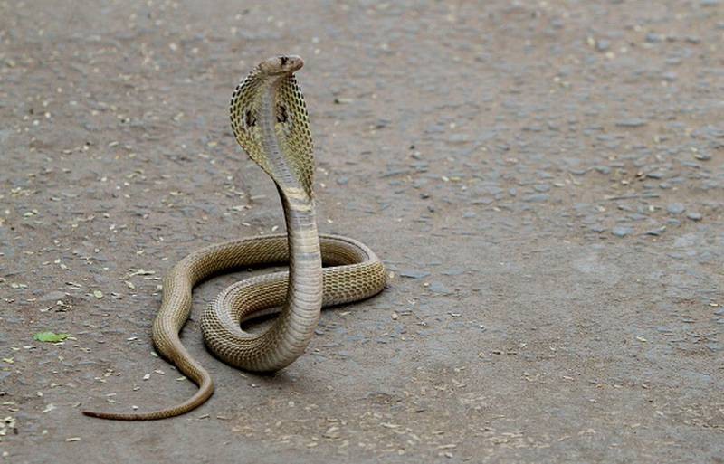 Sufrió necrosis en sus genitales tras ser mordido por serpiente que estaba oculta en el inodoro | Internacionales