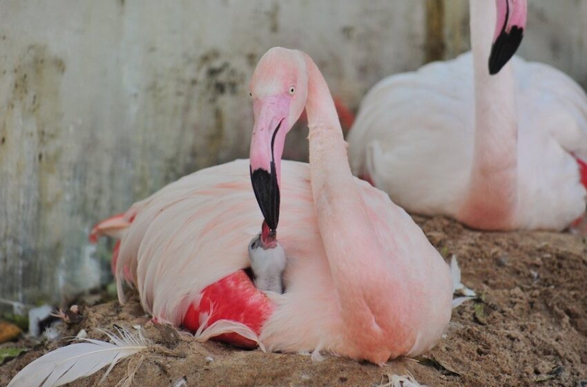 Un yagureté le enseñaba a cazar a su cría y provocó la muerte de 172 flamencos en Foz de Iguazú | Internacionales