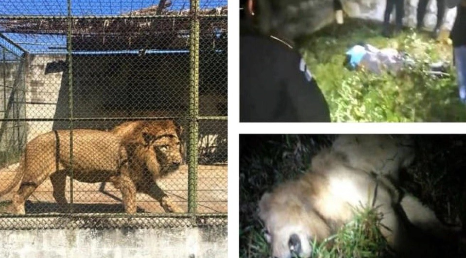 Sacrificaron a balazos a un león que mató a su cuidador | Internacionales