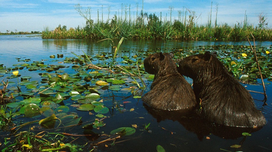 Organizaciones ambientalistas convocan a un "tuitazo" para impulsar el proyecto de Ley de Humedales | Clima, naturaleza y medio ambiente