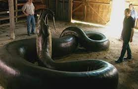 Cómo era la Titanoboa, la serpiente más grande del mundo: 15 metros y 1.200 kilos | Internacionales